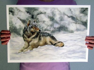 Winter Wolf 11"x 16" print